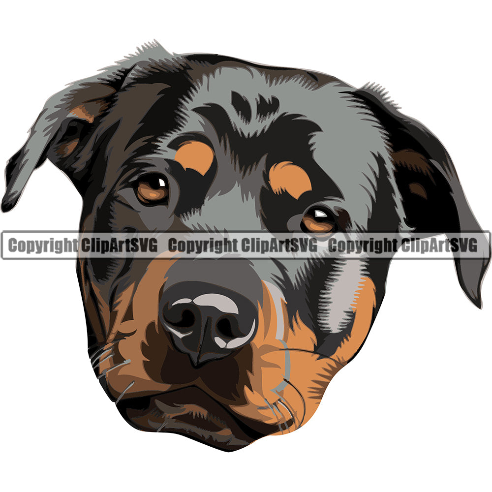 Rottweiler Dog Breed Head Color ClipArt SVG