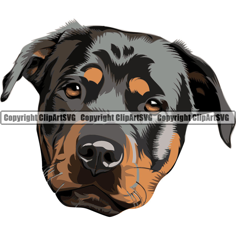 Rottweiler Dog Breed Head Color ClipArt SVG