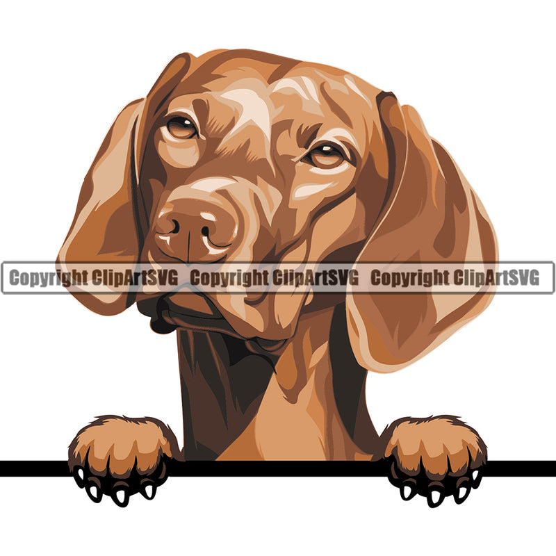 Vizsla Dog Breed Peeking Color ClipArt SVG