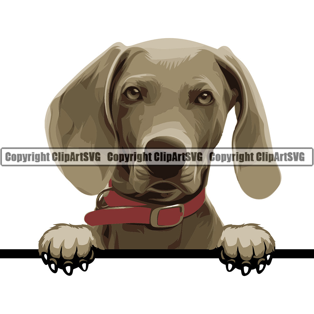 Weimaraner Dog Breed Peeking Color ClipArt SVG