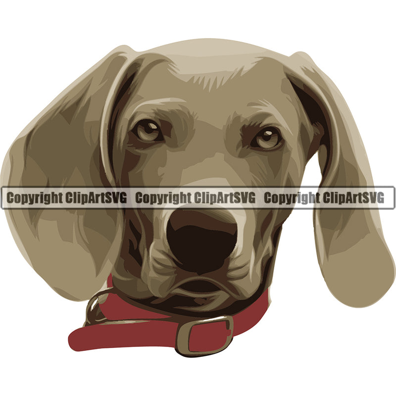 Weimaraner Dog Breed Head Color ClipArt SVG