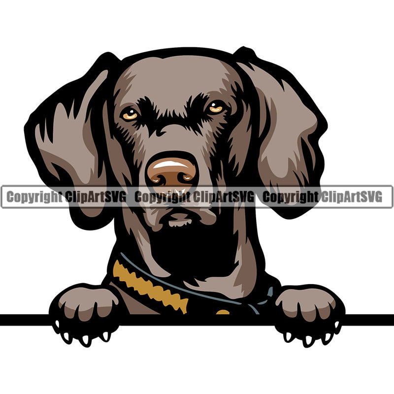 Weimaraner Dog Breed Peeking Color ClipArt SVG