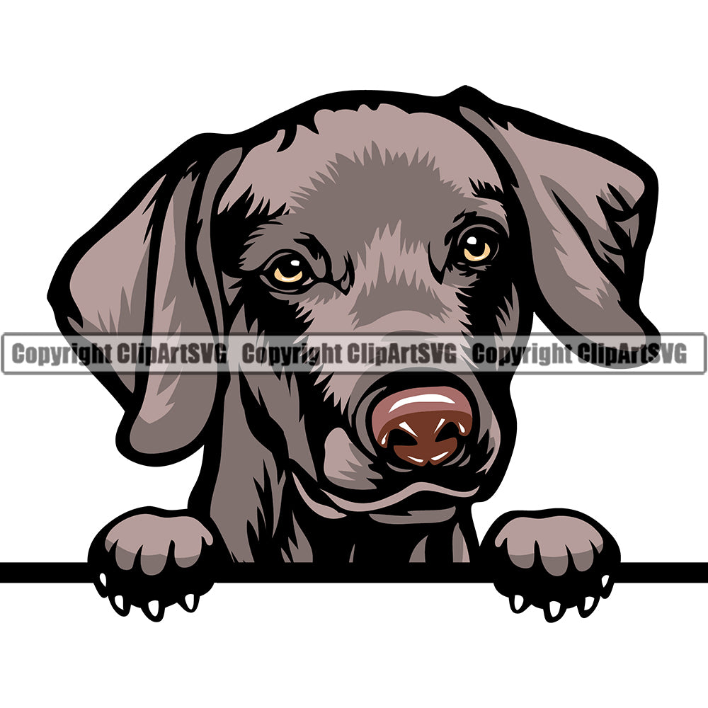 Weimaraner Dog Breed Peeking Color ClipArt SVG