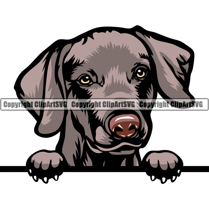 Weimaraner Dog Breed Peeking Color ClipArt SVG
