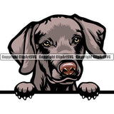 Weimaraner Dog Breed Peeking Color ClipArt SVG